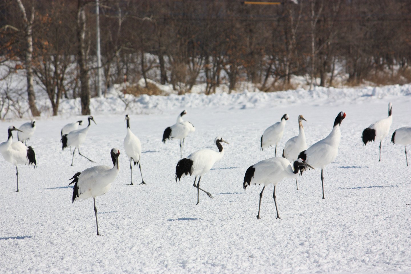 🏞️ 구시로시 붉은머리두루미 자연공원 (구시로시 단초즈루 시젠코엔)